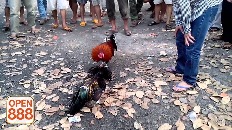 Đá gà tre - Giao diện dễ thao tác, thông tin hiển thị mạch lạc