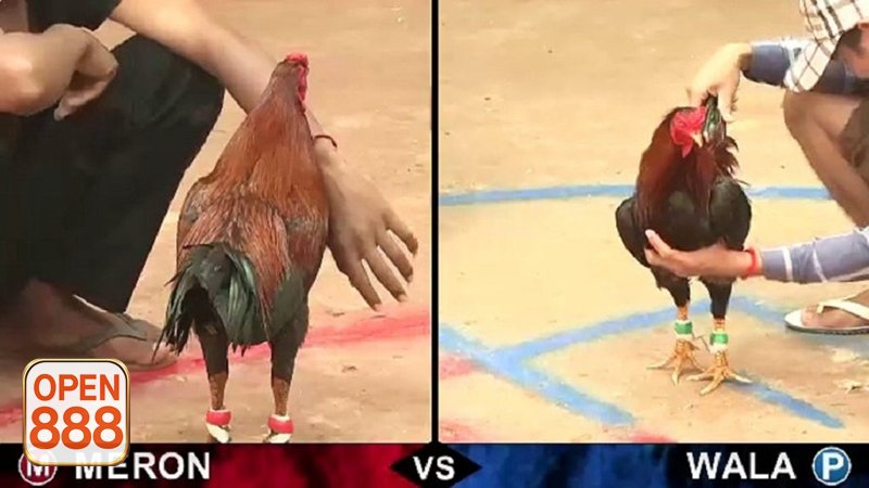 Đá gà đòn - Thiên về đòn thế và bản lĩnh của chiến kê